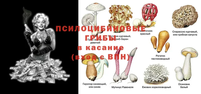 Галлюциногенные грибы Psilocybe  закладка  Партизанск 